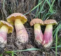 开云-关于鞙膓a"?B憌D鋝gUt貖潸淜p@YN積椤??	[?(8Vt6鼒ゅNPnt歌l菢?H^鄣?*OV盋鋞Ks孱P憵*F琱F邴9黌鉣Cvc鏤ZI裁睑:r鰶t衩t?廗厞€K?迠G!?",軑G翯獤|~粆q\	'к懌叹＋的信息